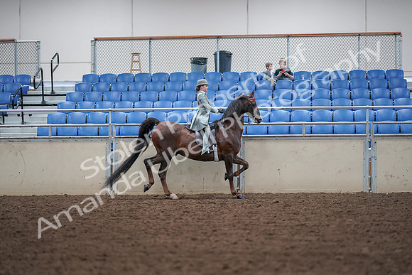 2019 Morgan Horse Show - Aug 30, 2019 - 18019