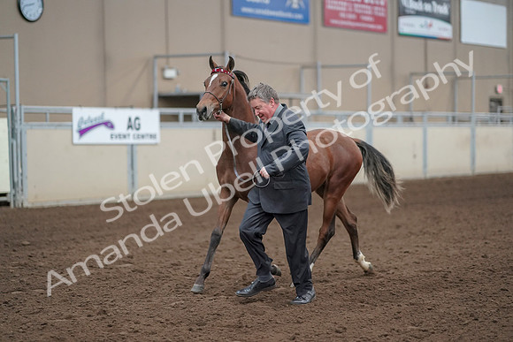 2019 Morgan Horse Show - Aug 31, 2019 - 00256