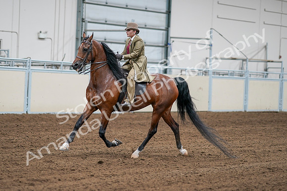 2020 - AB Morgan Horse - Sat, Sept 05 - 08077