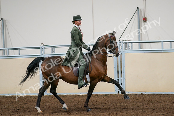 2020 - AB Morgan Horse - Fri, Sept 04 - 03372
