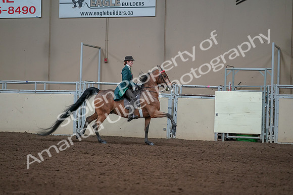2019 Morgan Horse Show - Sept 01, 2019 - 13381