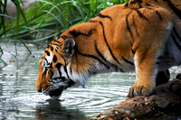 Big Cats - 003