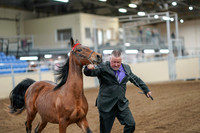 2020 - AB Morgan Horse - Fri, Sept 04 - 07588