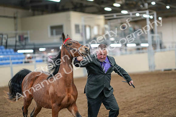 2020 - AB Morgan Horse - Fri, Sept 04 - 07588