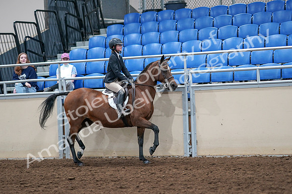 2020 - AB Morgan Horse - Fri, Sept 04 - 02180