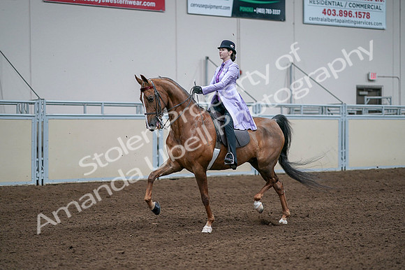 2020 - AB Morgan Horse - Fri, Sept 04 - 05020