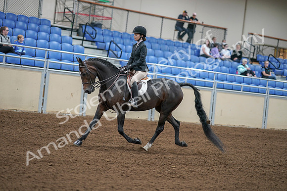 2020 - AB Morgan Horse - Fri, Sept 04 - 05817