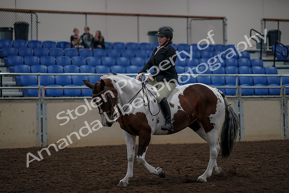 2019 Morgan Horse Show - Aug 30, 2019 - 31191