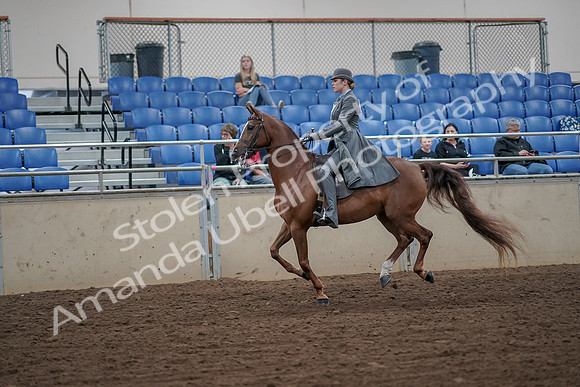 2019 Morgan Horse Show - Aug 30, 2019 - 15564