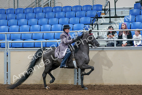 2020 - AB Morgan Horse - Sat, Sept 05 - 13830