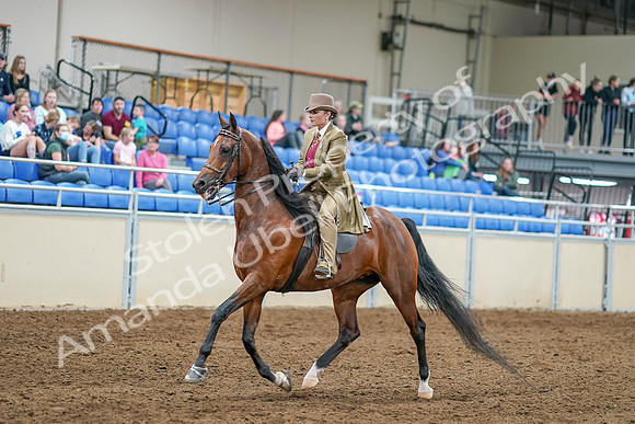 2020 - AB Morgan Horse - Sat, Sept 05 - 07954
