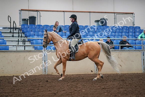 2019 Morgan Horse Show - Aug 30, 2019 - 16068