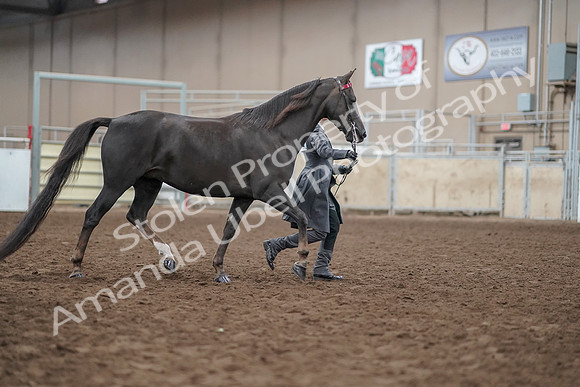 2019 Morgan Horse Show - Aug 31, 2019 - 01877