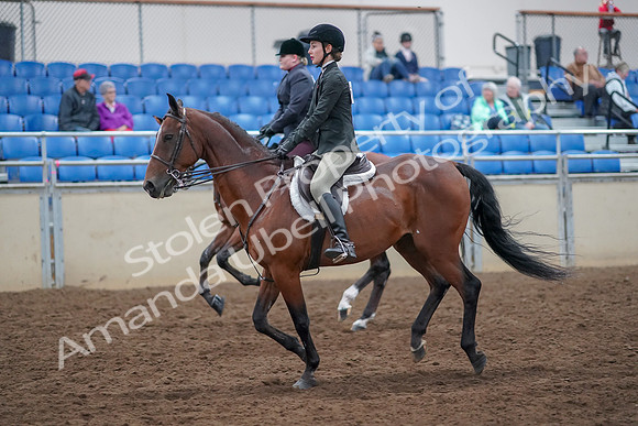 2019 Morgan Horse Show - Aug 30, 2019 - 20600