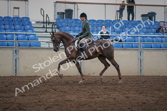 2019 Morgan Horse Show - Sept 01, 2019 - 08555