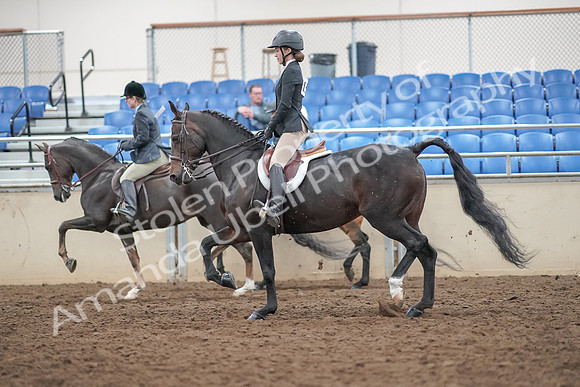 2019 Morgan Horse Show - Aug 30, 2019 - 20240
