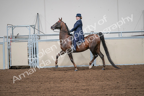 2020 - AB Morgan Horse - Fri, Sept 04 - 07961