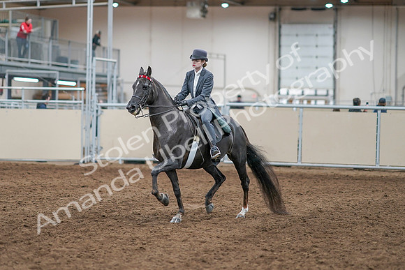 2020 - AB Morgan Horse - Sun, Sept 06 - 08283