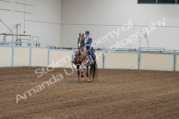 2020 - AB Morgan Horse - Fri, Sept 04 - 08149