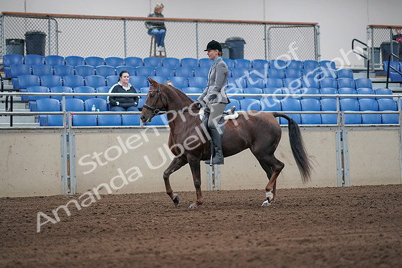 2019 Morgan Horse Show - Sept 01, 2019 - 06224