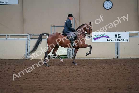 2019 Morgan Horse Show - Aug 30, 2019 - 20742