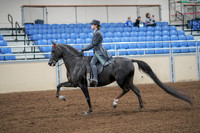 2020 - AB Morgan Horse - Fri, Sept 04 - 05333