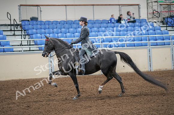 2020 - AB Morgan Horse - Fri, Sept 04 - 05333
