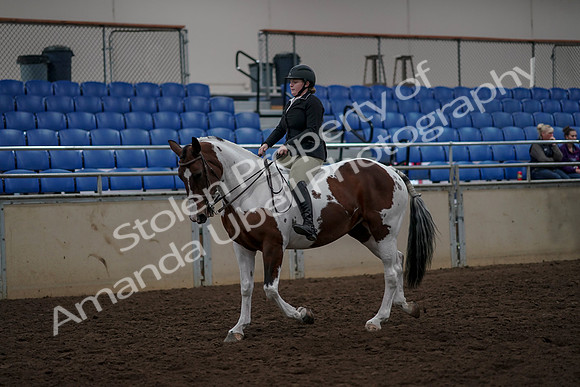 2019 Morgan Horse Show - Aug 30, 2019 - 31109