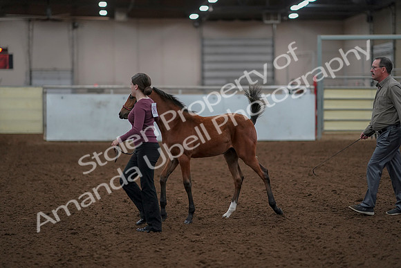 2019 Morgan Horse Show - Aug 30, 2019 - 24795