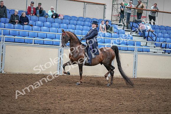 2020 - AB Morgan Horse - Fri, Sept 04 - 07899