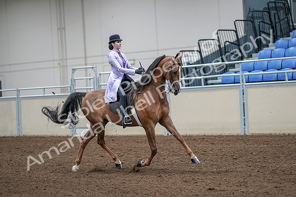 2020 - AB Morgan Horse - Fri, Sept 04 - 05172