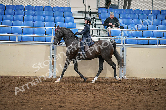 2020 - AB Morgan Horse - Fri, Sept 04 - 02989
