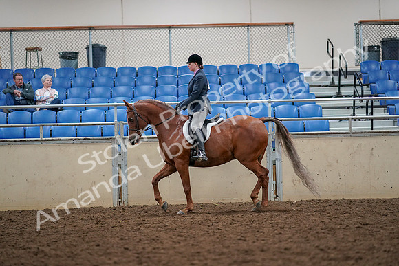 2019 Morgan Horse Show - Aug 30, 2019 - 22322