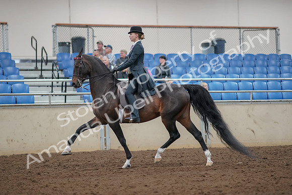 2019 Morgan Horse Show - Aug 30, 2019 - 25009