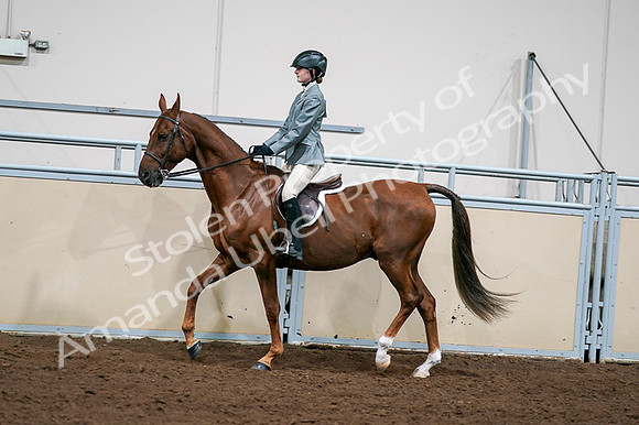 2020 - AB Morgan Horse - Fri, Sept 04 - 03042