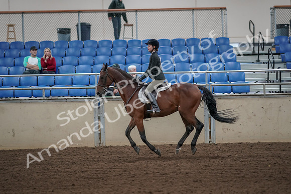 2019 Morgan Horse Show - Aug 31, 2019 - 05041
