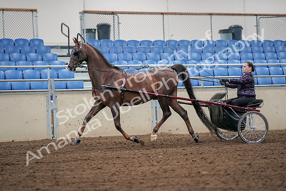 2019 Morgan Horse Show - Aug 30, 2019 - 13179