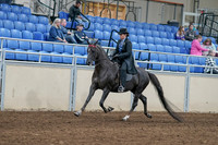 2020 - AB Morgan Horse - Sat, Sept 05 - 00817