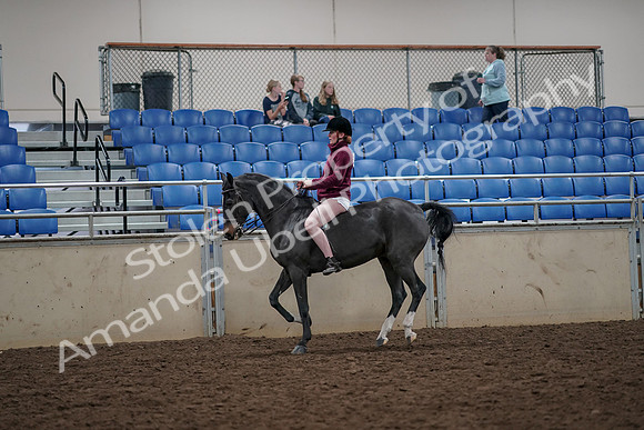 2019 Morgan Horse Show - Aug 30, 2019 - 31297