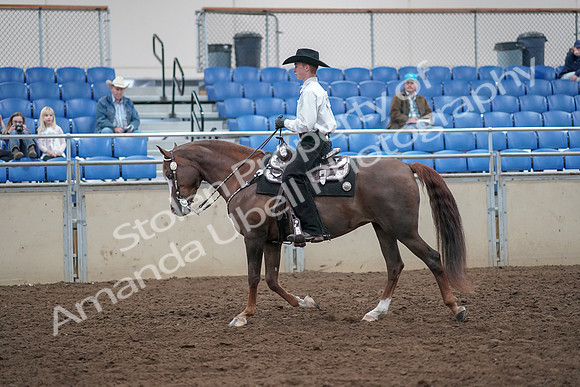 2019 Morgan Horse Show - Aug 31, 2019 - 14119