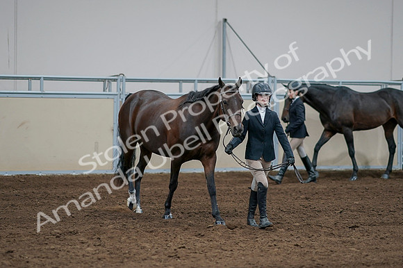 2020 - AB Morgan Horse - Fri, Sept 04 - 00785