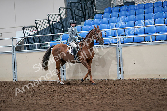 2020 - AB Morgan Horse - Fri, Sept 04 - 03101