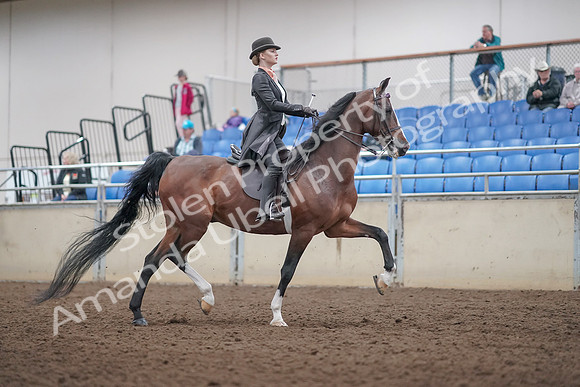 2019 Morgan Horse Show - Aug 31, 2019 - 08909