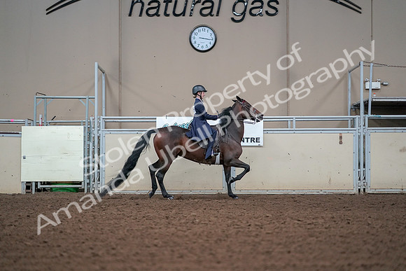 2019 Morgan Horse Show - Aug 30, 2019 - 17955