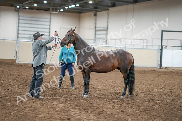 2020 - AB Morgan Horse - Sat, Sept 05 - 00214