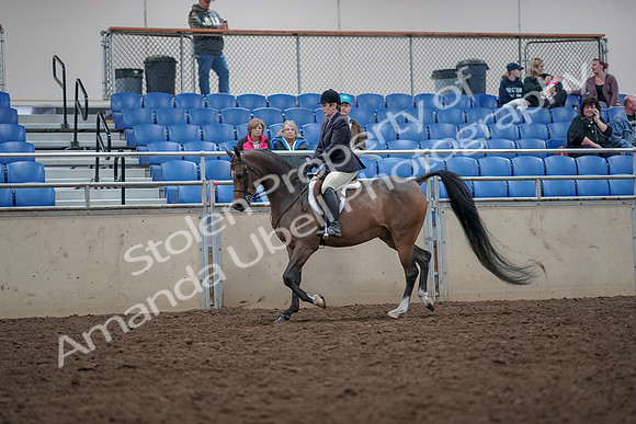 2019 Morgan Horse Show - Aug 31, 2019 - 15857