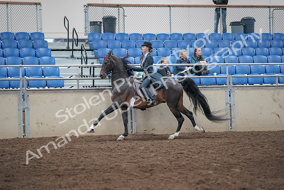2019 Morgan Horse Show - Aug 31, 2019 - 08778