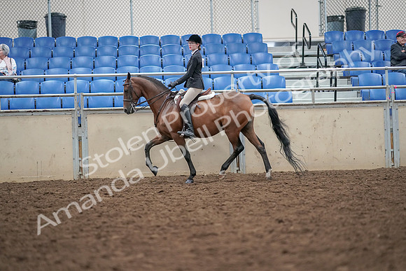 2019 Morgan Horse Show - Aug 30, 2019 - 20160