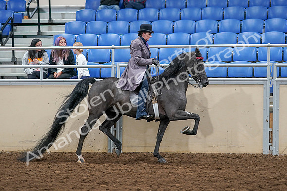 2020 - AB Morgan Horse - Sat, Sept 05 - 13999