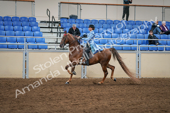 2020 - AB Morgan Horse - Sat, Sept 05 - 03314